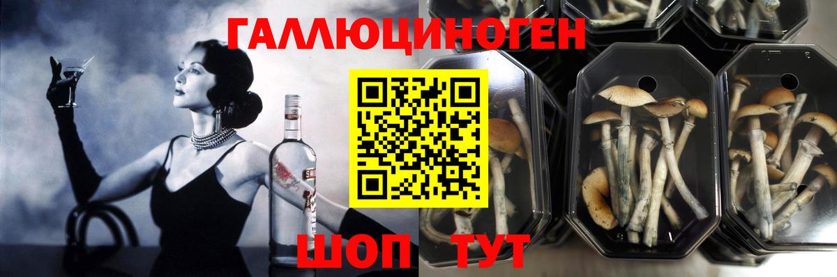 Волгоград  Галлюциногенные грибы прущие грибы  Вход с VPN 